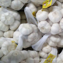 Pure White Garlic From Jinxiang Origin